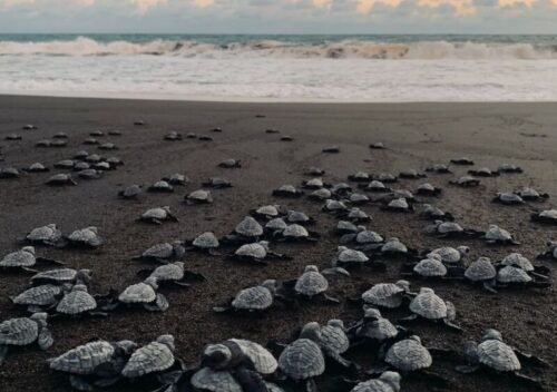 gray stones on seashore during daytime