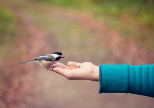 black, brown, and white bird standing on person right hand
